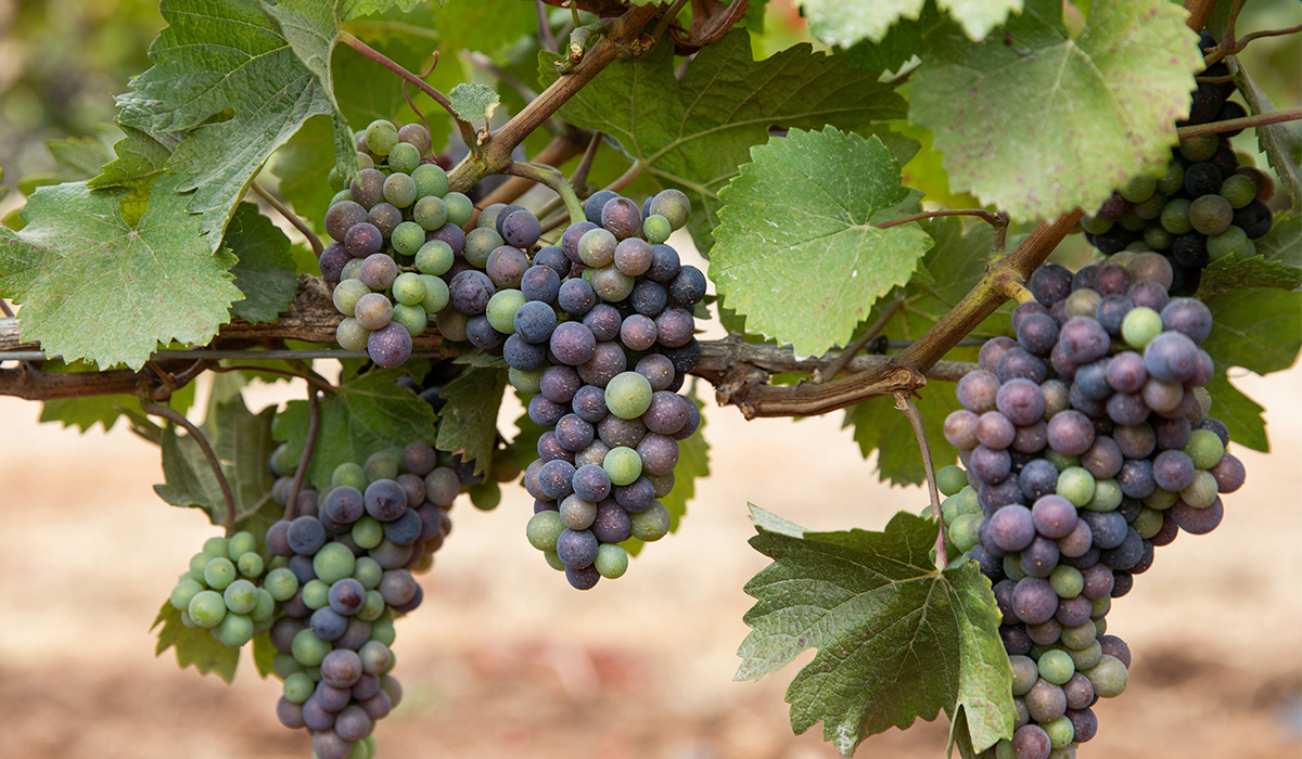 Purple and green grape clusters still on the vine.