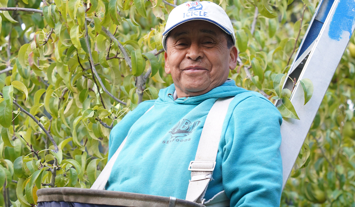 An agriculture student stands on a ladder in an orchard and smiles at the camera.
